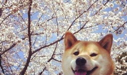 狗的动漫,动漫狗狗的奇幻冒险之旅